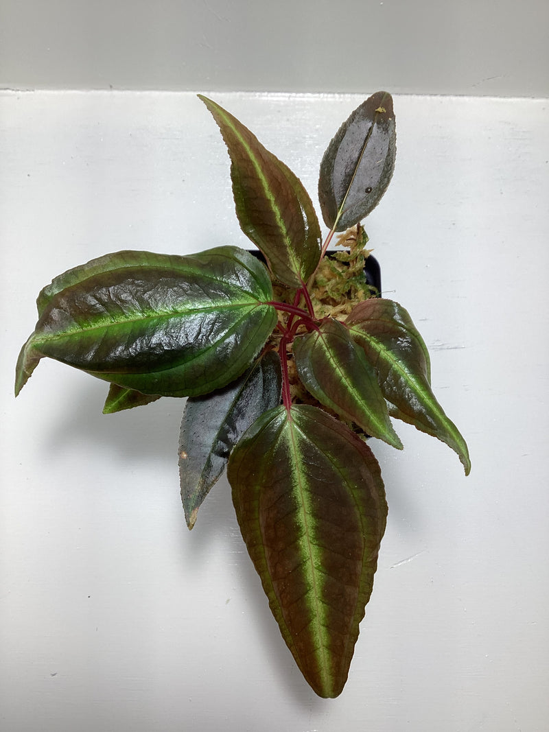 Monolena sp. Red — My Green Obsession 