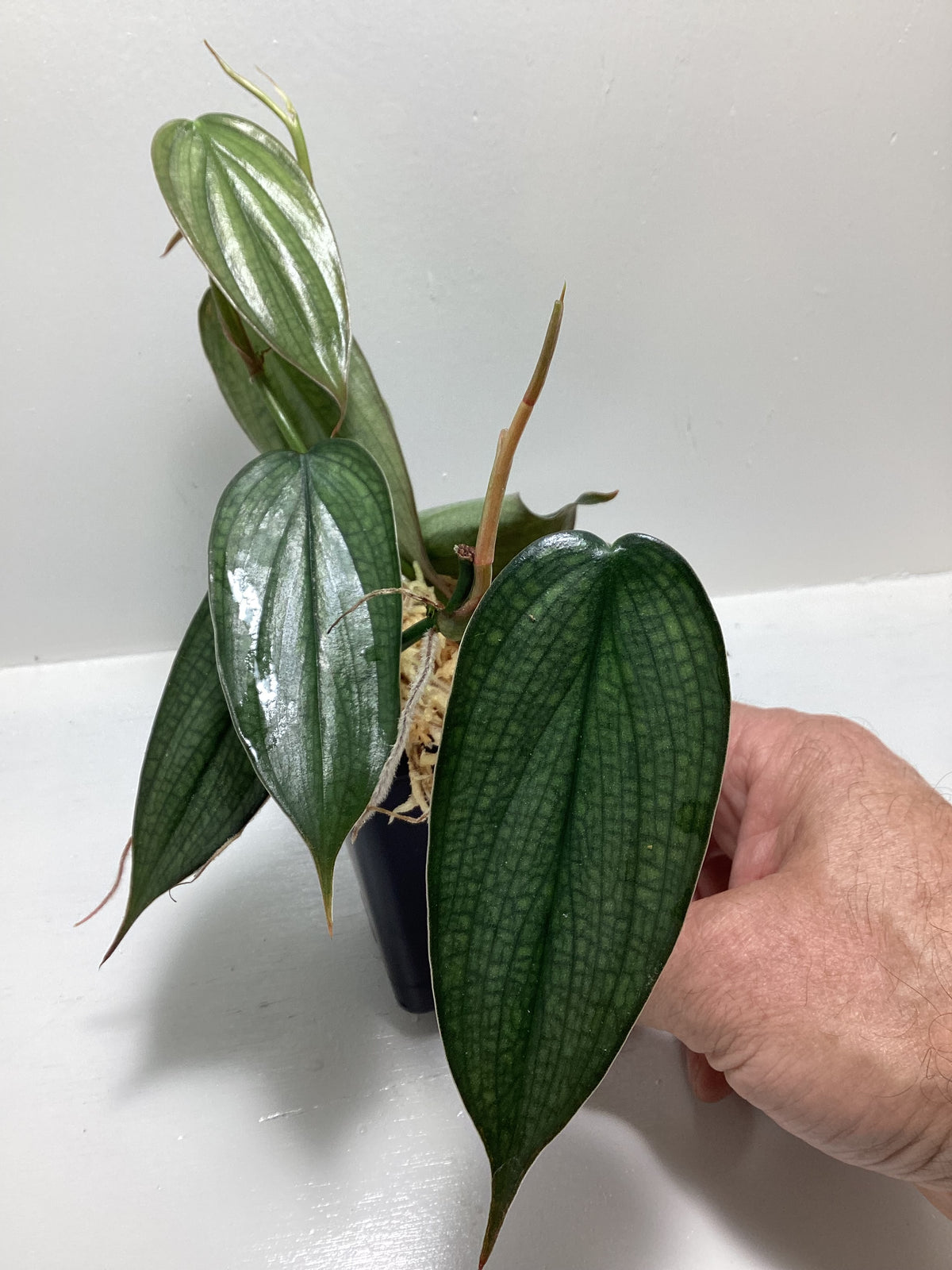 Philodendron ‘Burle Marx Fantasy’
