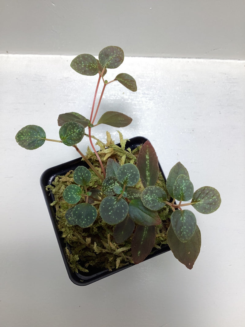 Sonerila creeping — My Green Obsession 