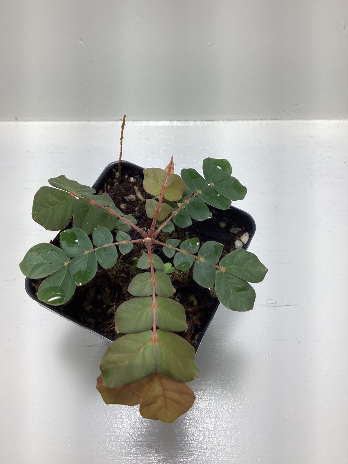 Biophytum somnians cf