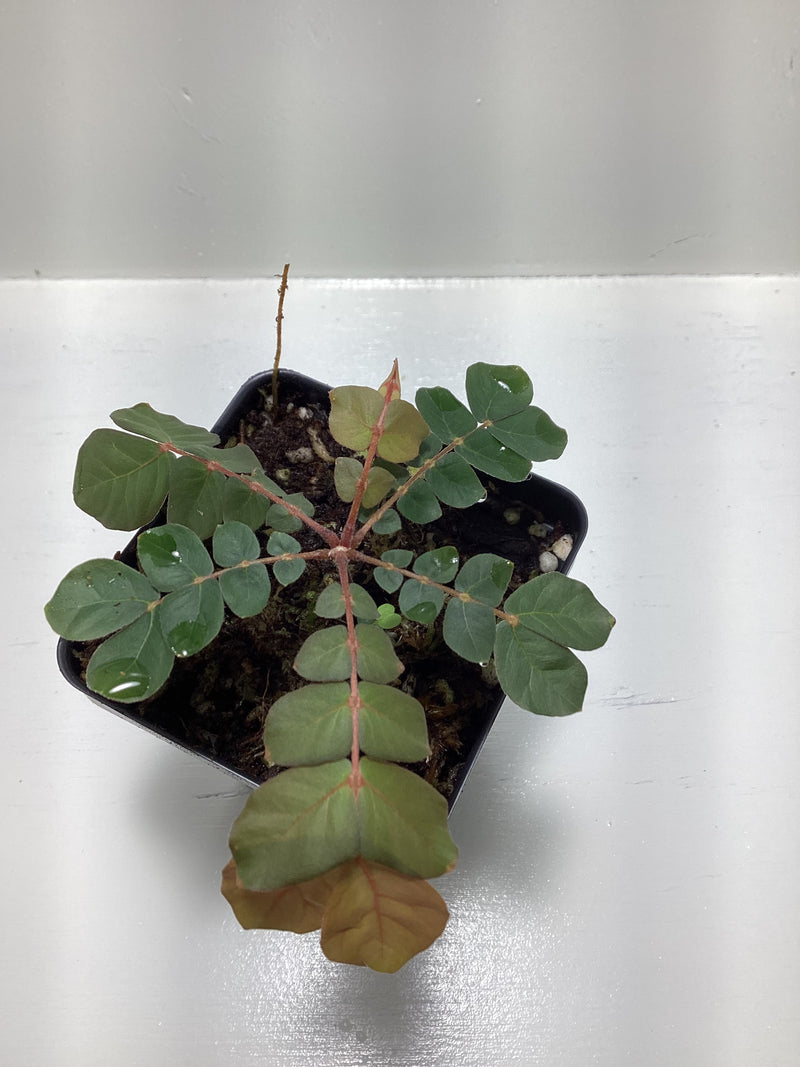 Biophytum somnians cf — My Green Obsession 