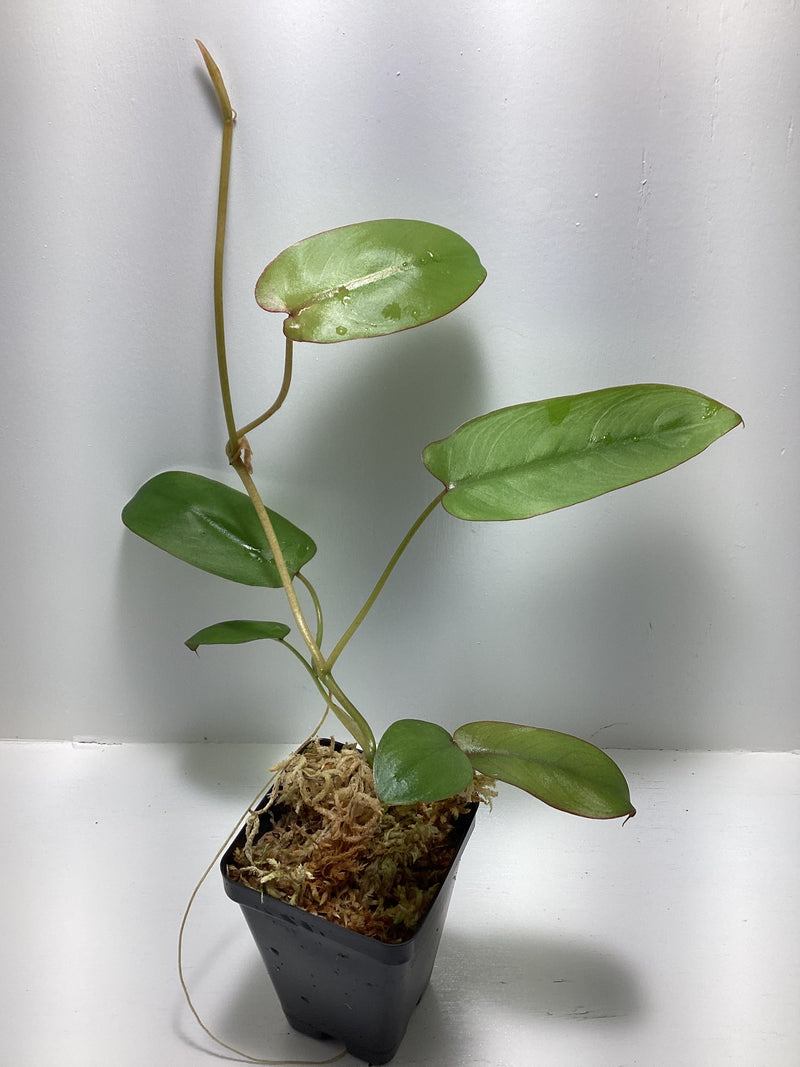 Philodendron recurvifolium — My Green Obsession 