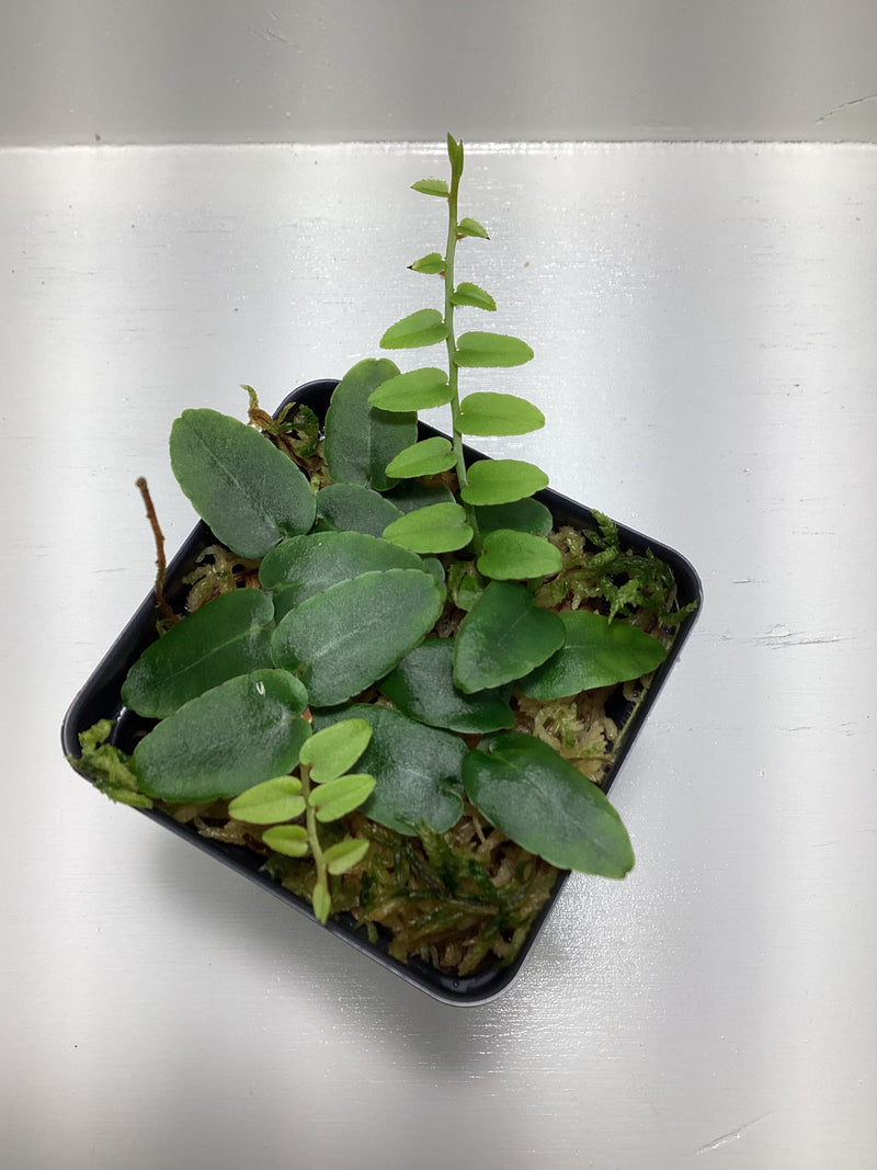 Marcgravia sp. ‘Columbia’ — My Green Obsession 