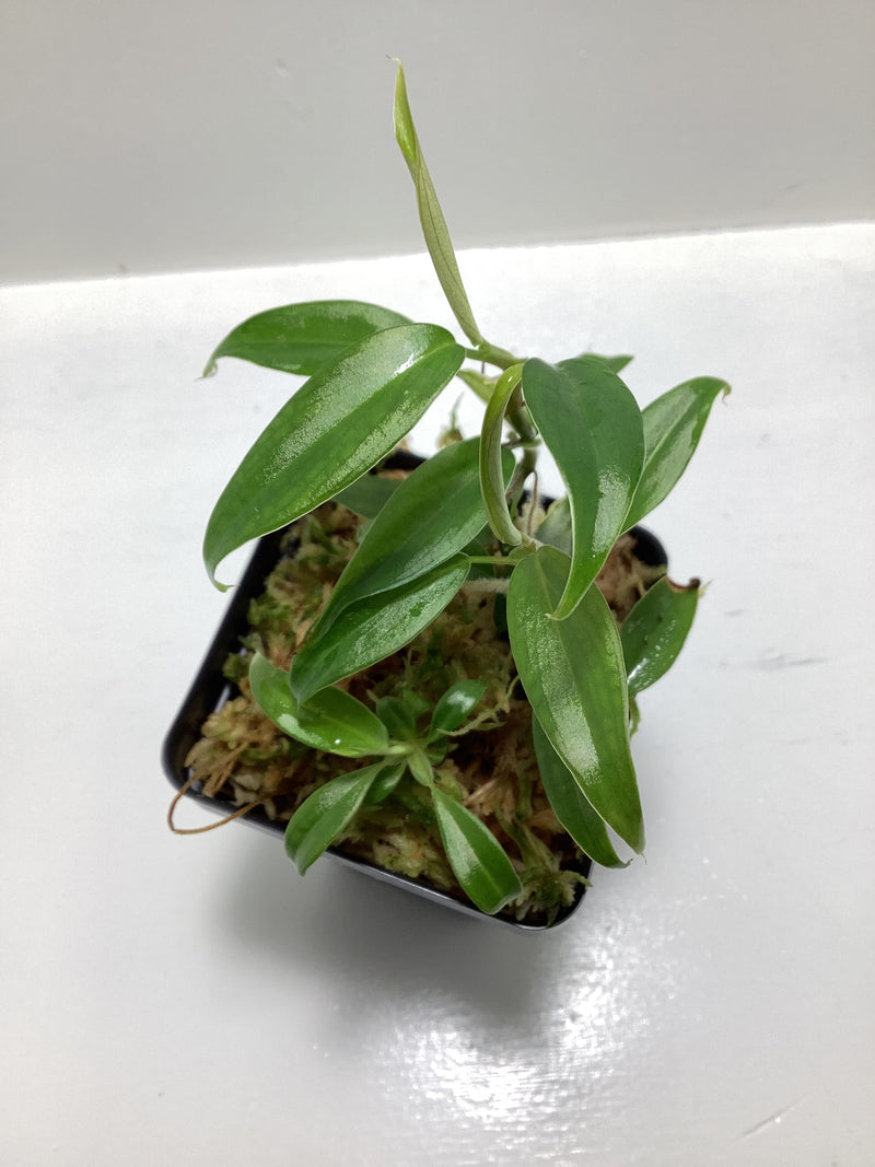 Philodendron ‘Condor’ — My Green Obsession 