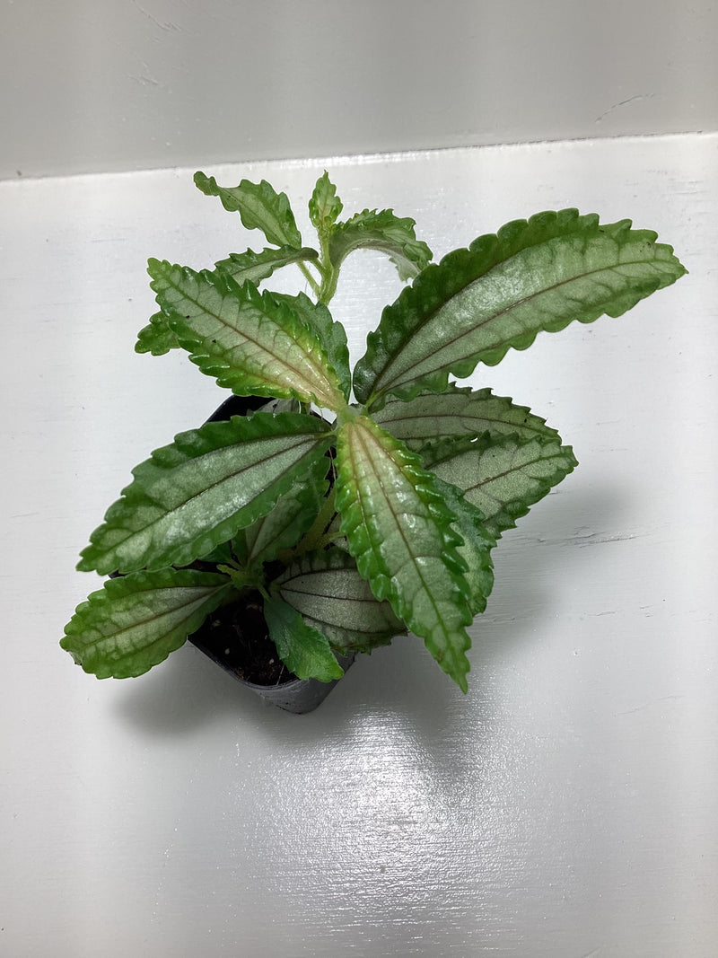 Pilea sp. Chartreuse — My Green Obsession 