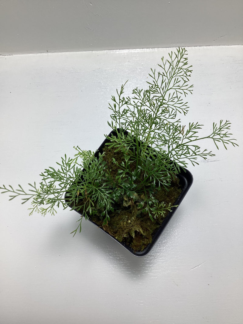 Asplenium 'Threadleaf' Ecuador — My Green Obsession 