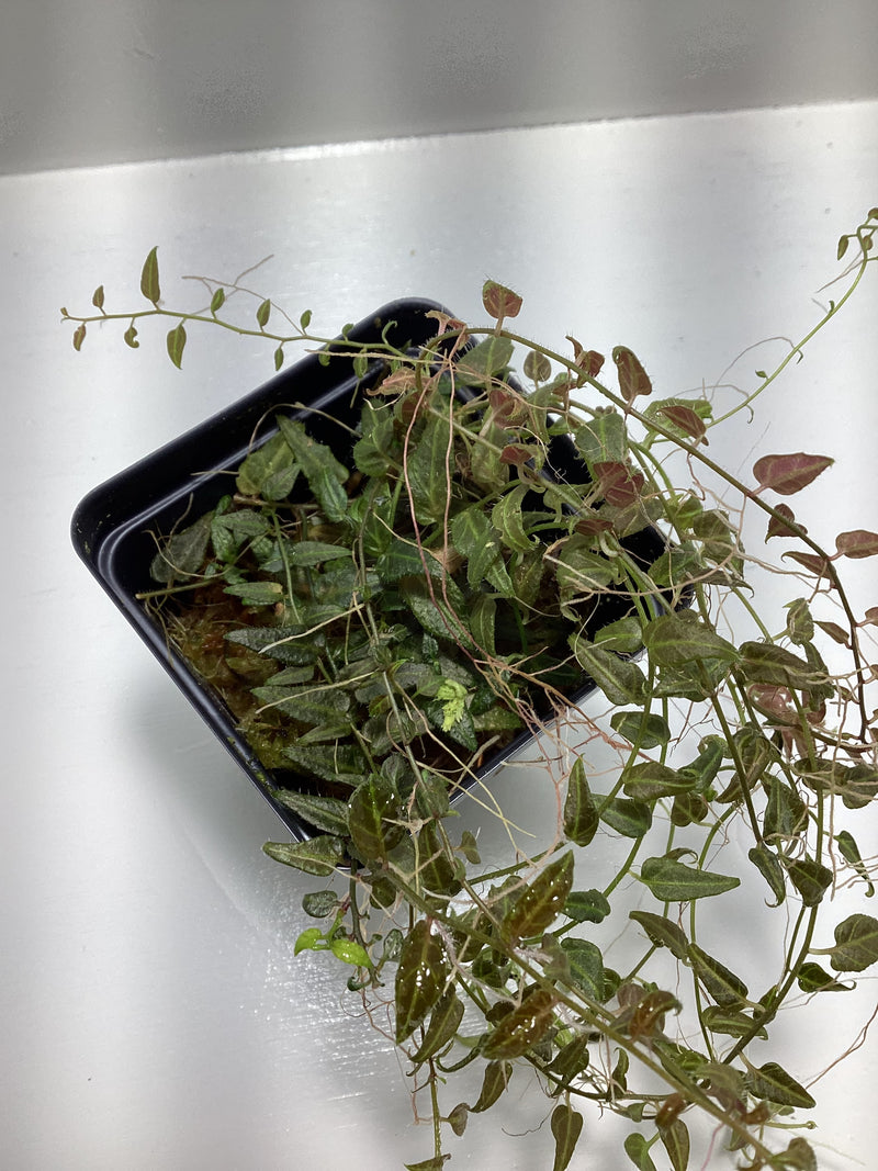 Solanum evolvifolium — My Green Obsession 