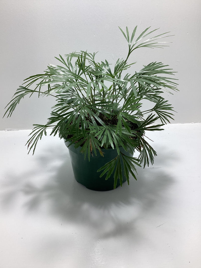 Actiniopteris australis “Eyelash Fern” - 4 inch pot — My Green Obsession 