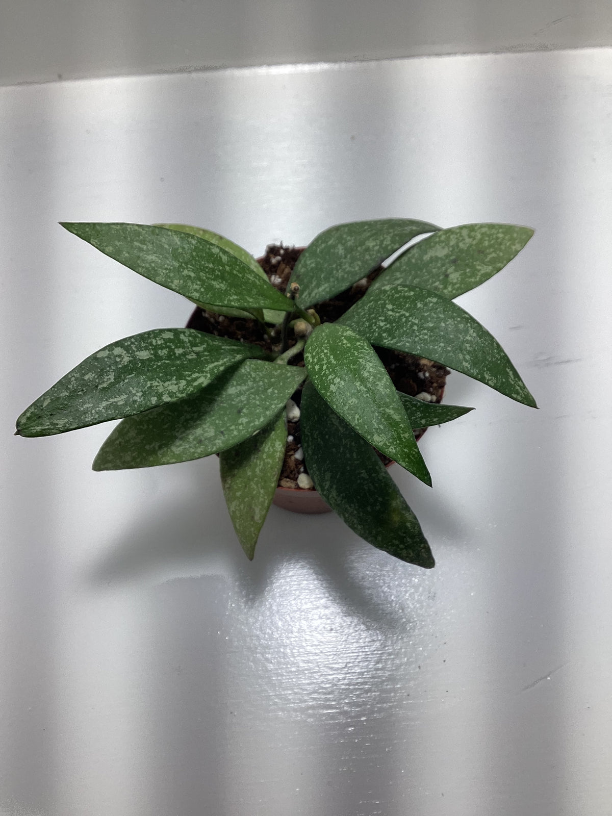 Hoya parviflora ‘Splash’