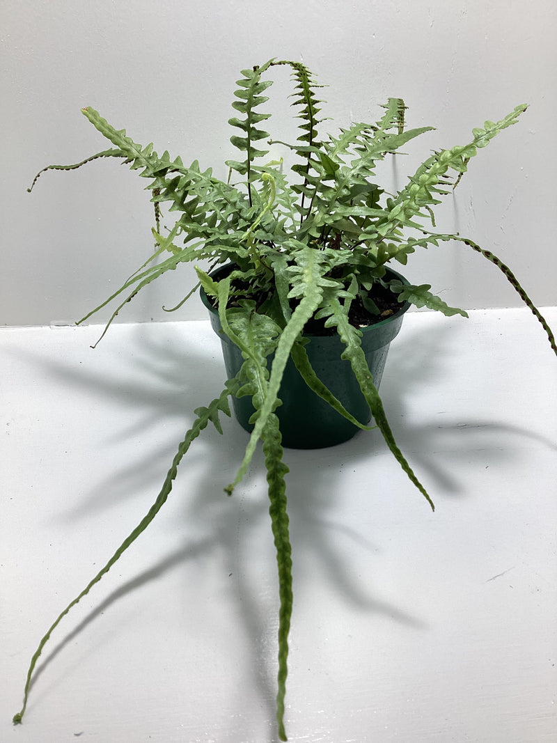 Asplenium ebenoides - Dragon’s Tail Fern - 4 inch pot — My Green Obsession 