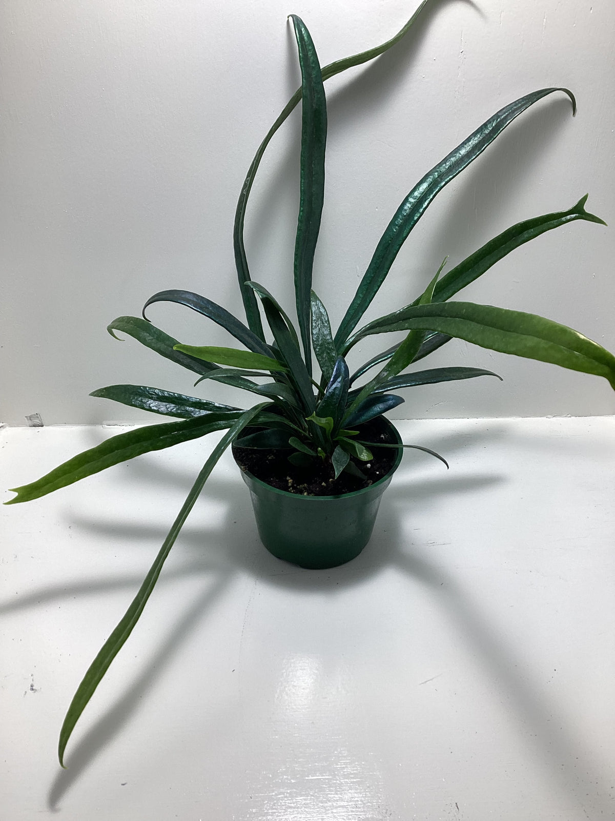 Blue Oil Fern - 4 inch pot