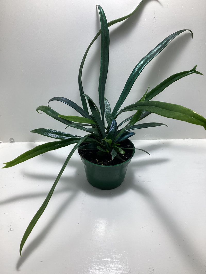Blue Oil Fern - 4 inch pot — My Green Obsession 