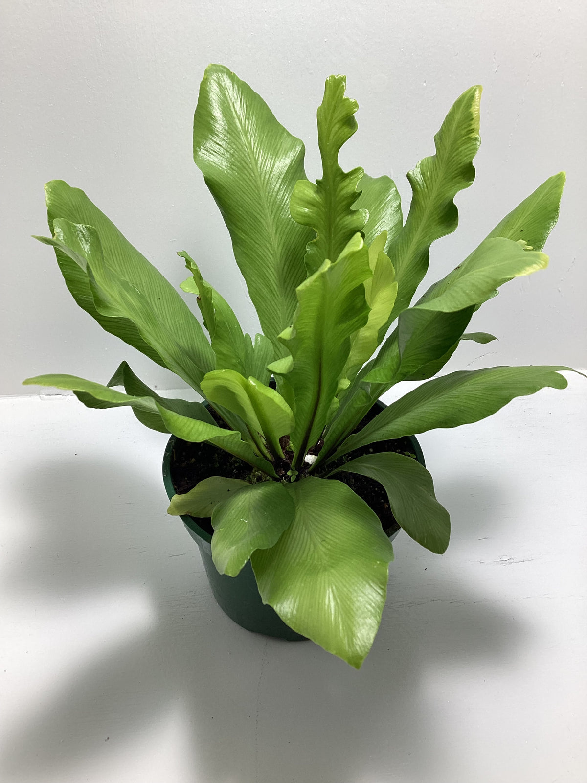 Japanese Bird’s Nest Fern - 4 inch pot