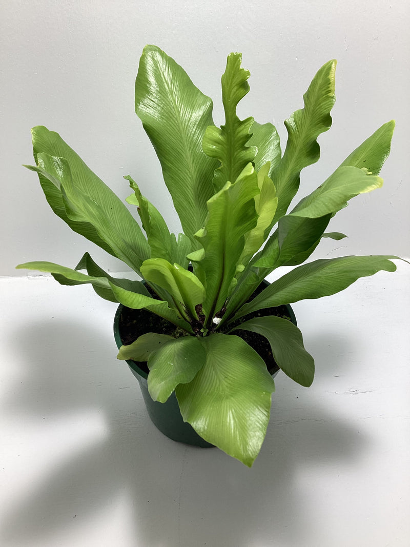 Japanese Bird’s Nest Fern - 4 inch pot — My Green Obsession 