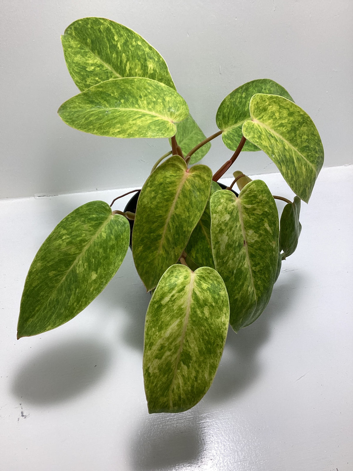 Philodendron ‘Painted Lady’
