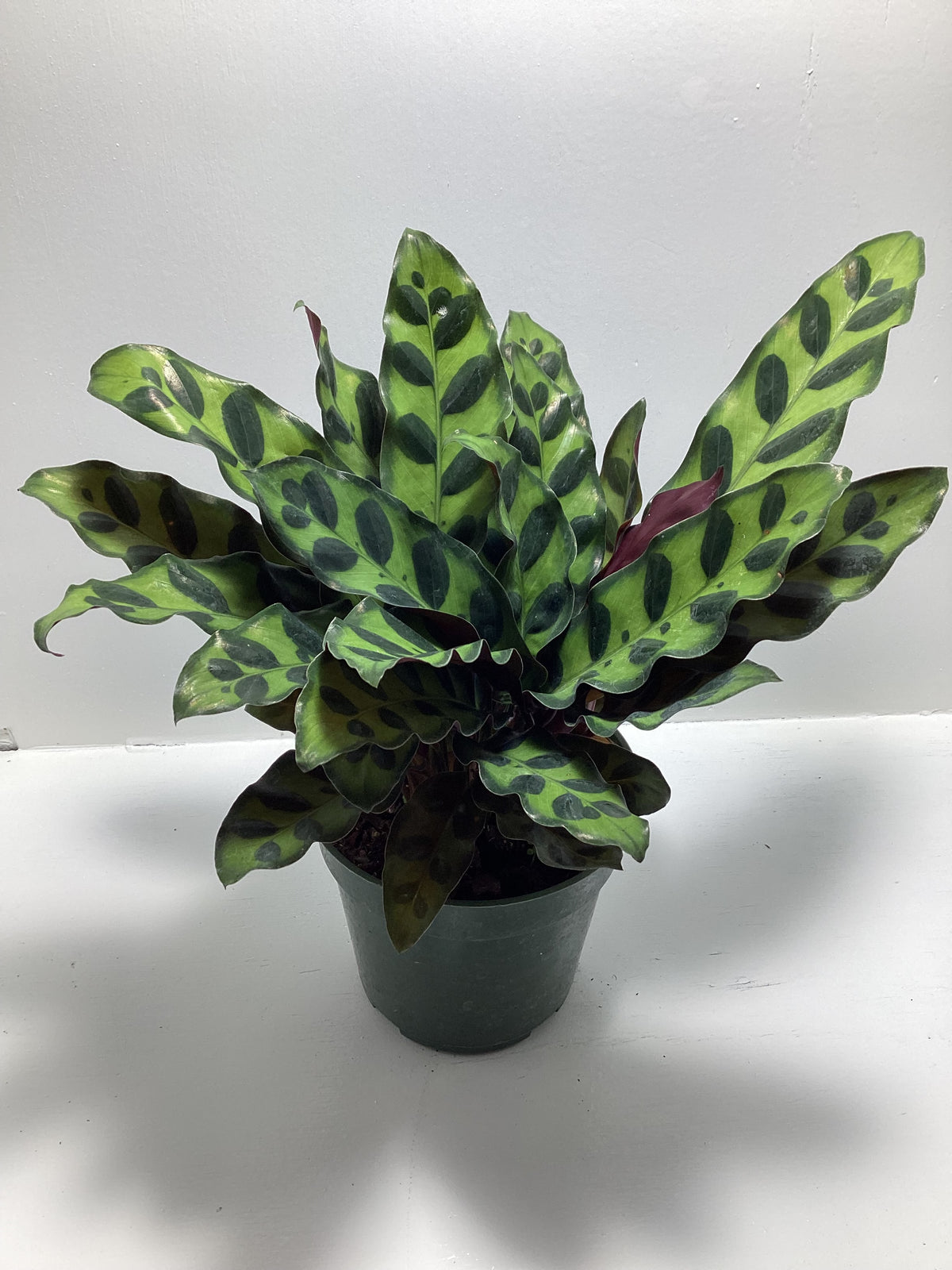 Calathea ‘Rattlesnake’