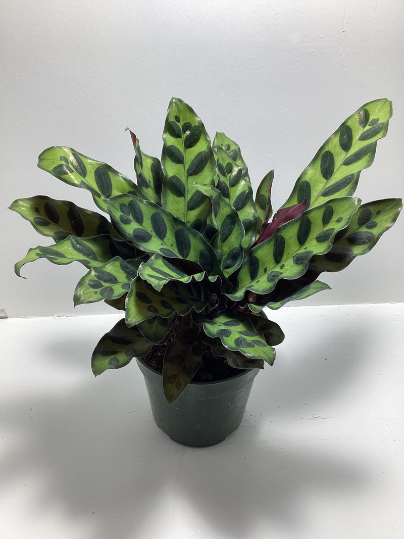 Calathea ‘Rattlesnake’ — My Green Obsession 