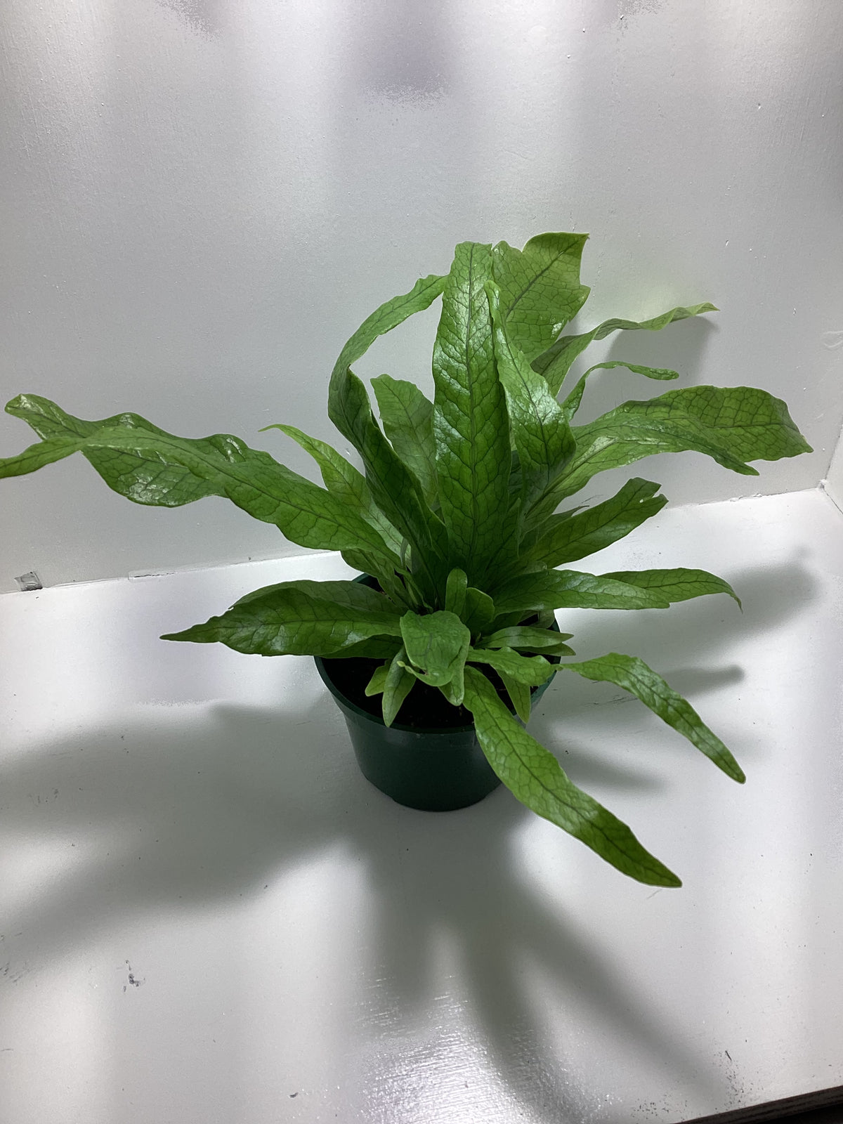 Microsorum musifolium - “Crocodile Fern” - 4 inch pot