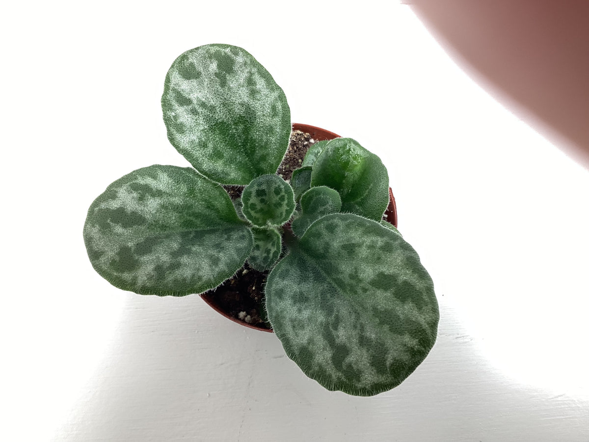 Primulina ‘JV’s The Dark One’