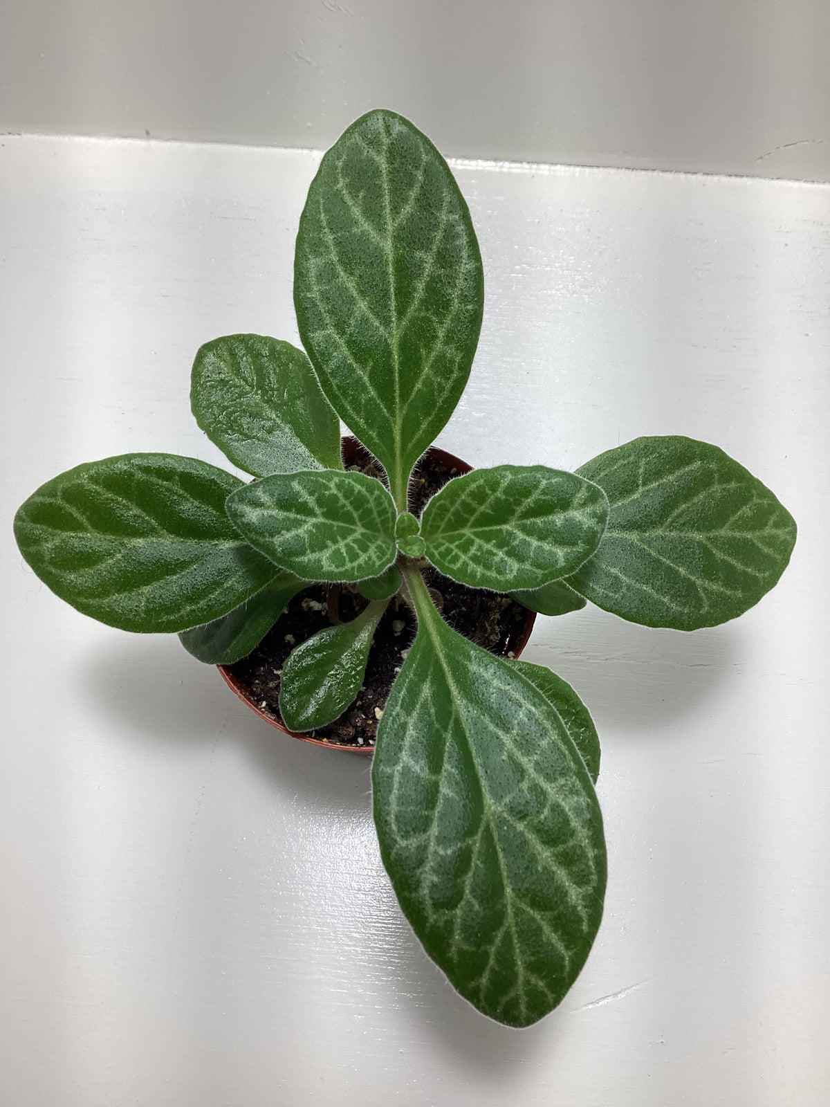 Primulina ‘JV’s Forever Young’