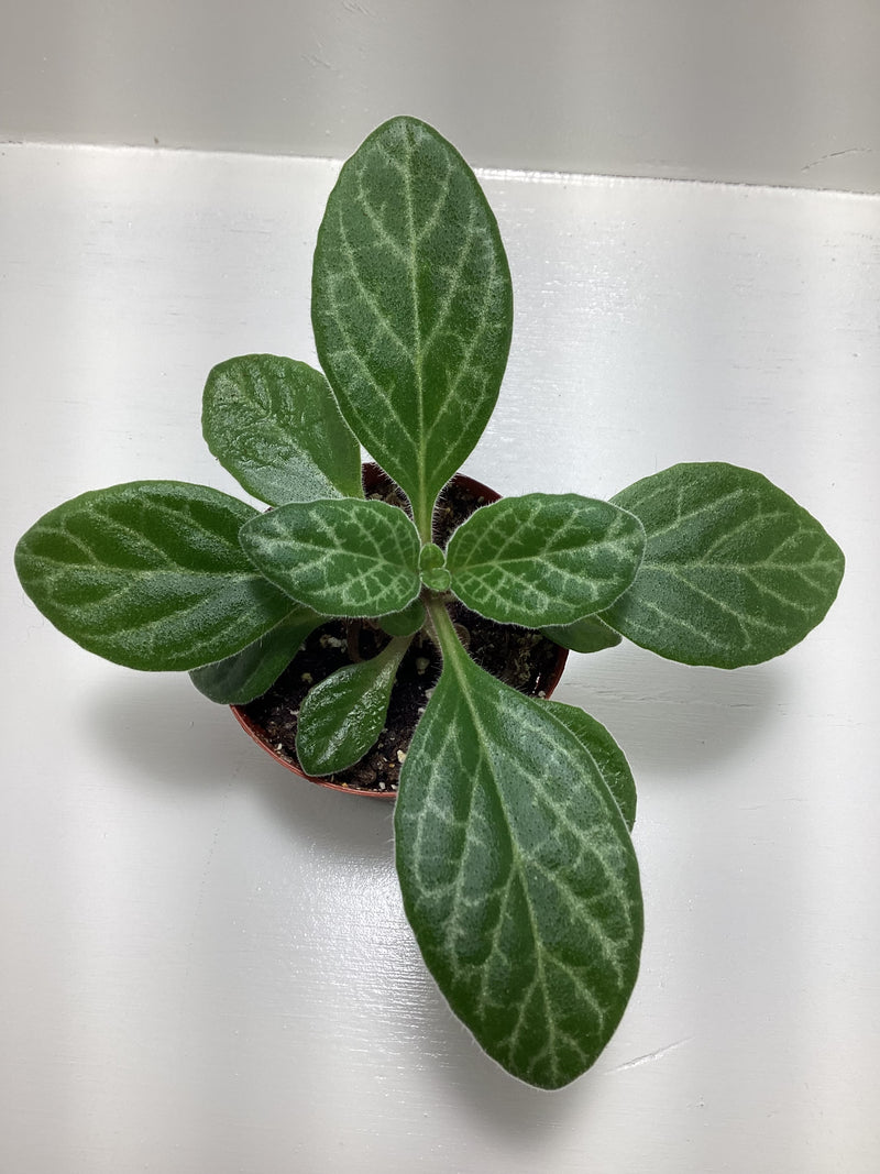 Primulina ‘JV’s Forever Young’ — My Green Obsession 