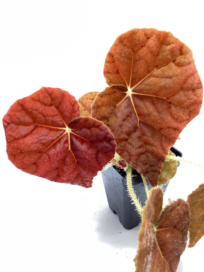 Begonia ‘Autumn Embers’ — My Green Obsession 
