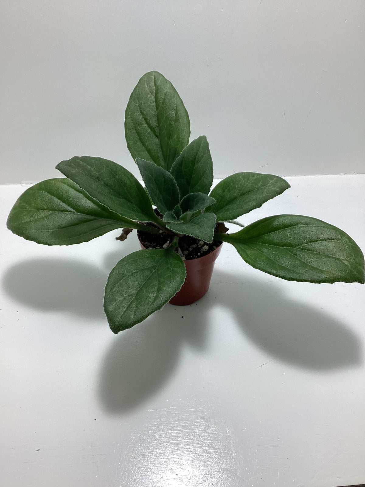 Primulina ‘JV’s FuMed’ - Asian Violet - Chirita