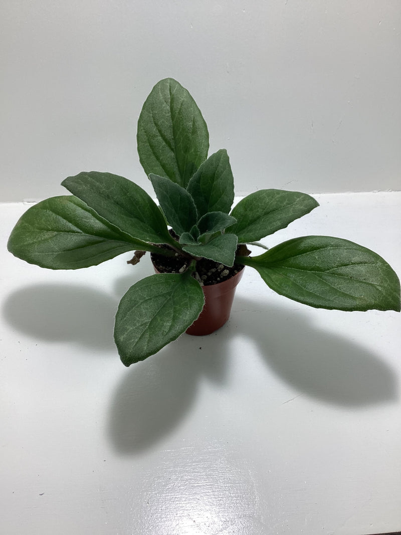 Primulina ‘JV’s FuMed’ - Asian Violet - Chirita — My Green Obsession 