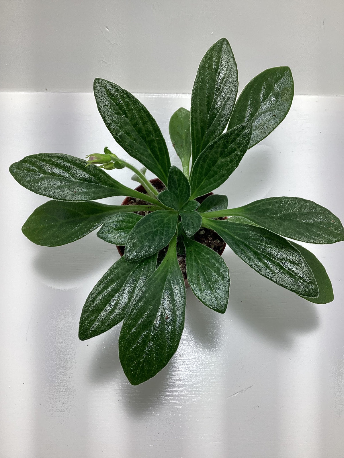 Primulina Linearifolia - Asian Violet