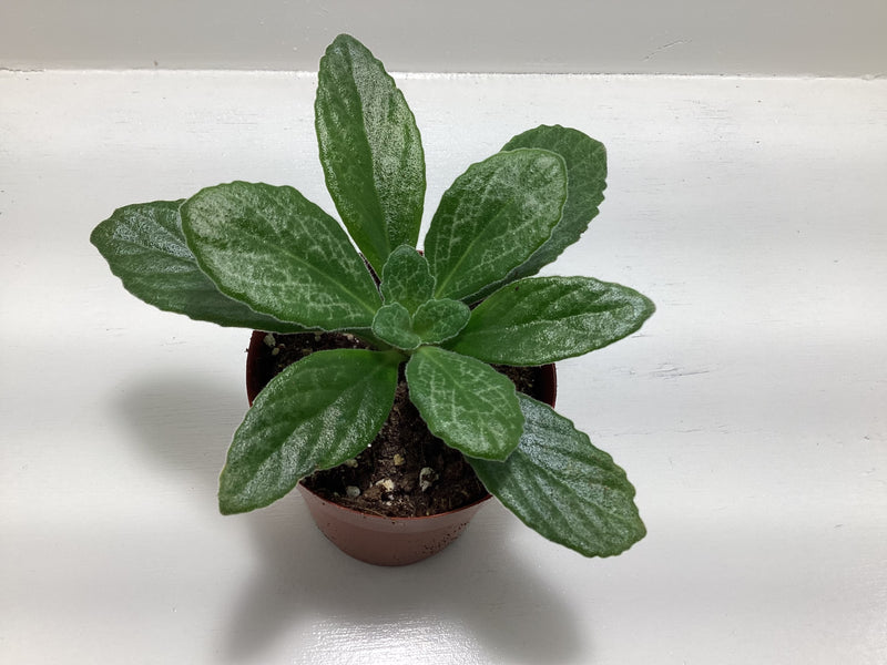 Primulina ‘Joanne Martinez’ — My Green Obsession 