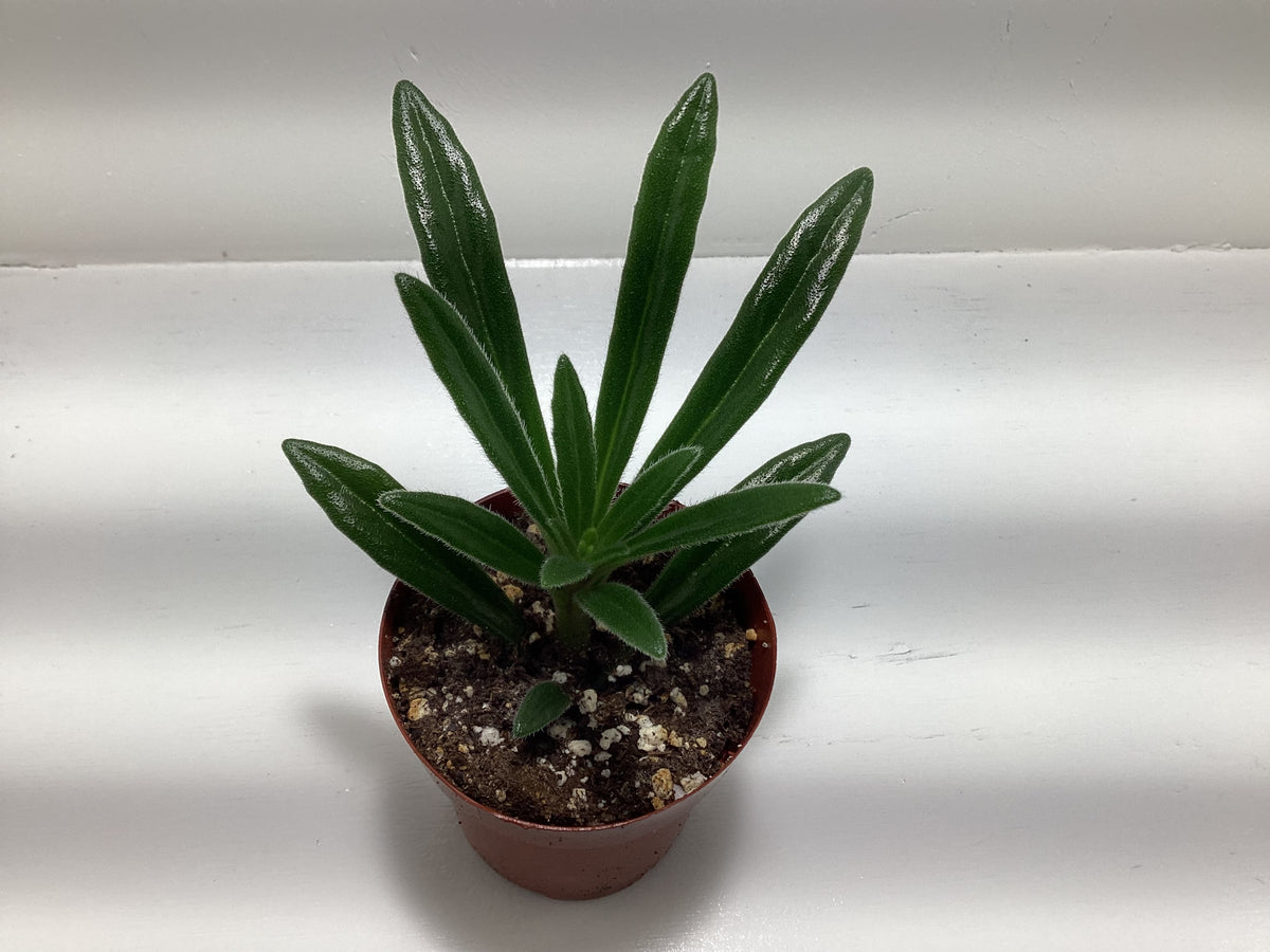 Primulina ‘Minnie Pearl’