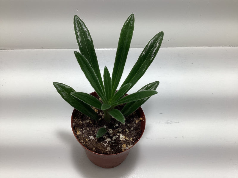 Primulina ‘Minnie Pearl’ — My Green Obsession 