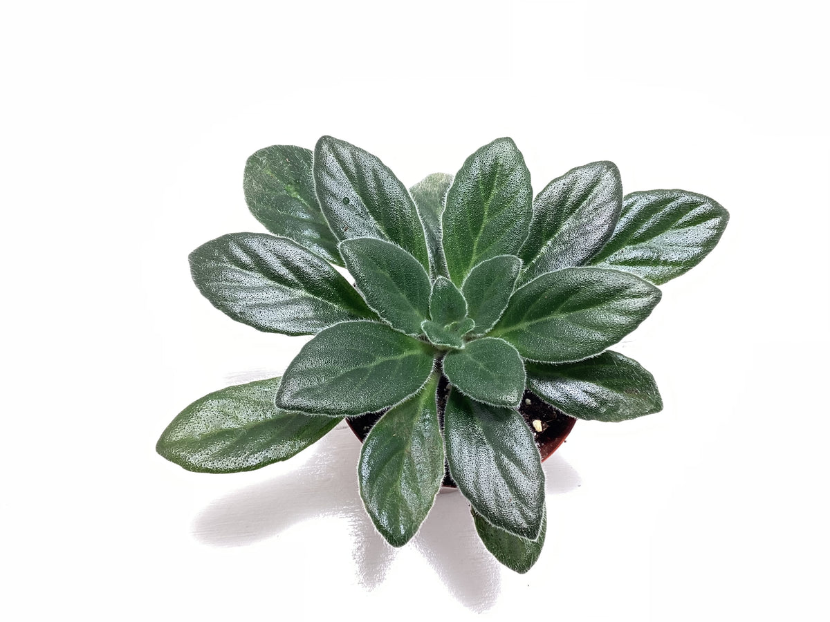 Primulina longfolia - Asian Violet - Chirita