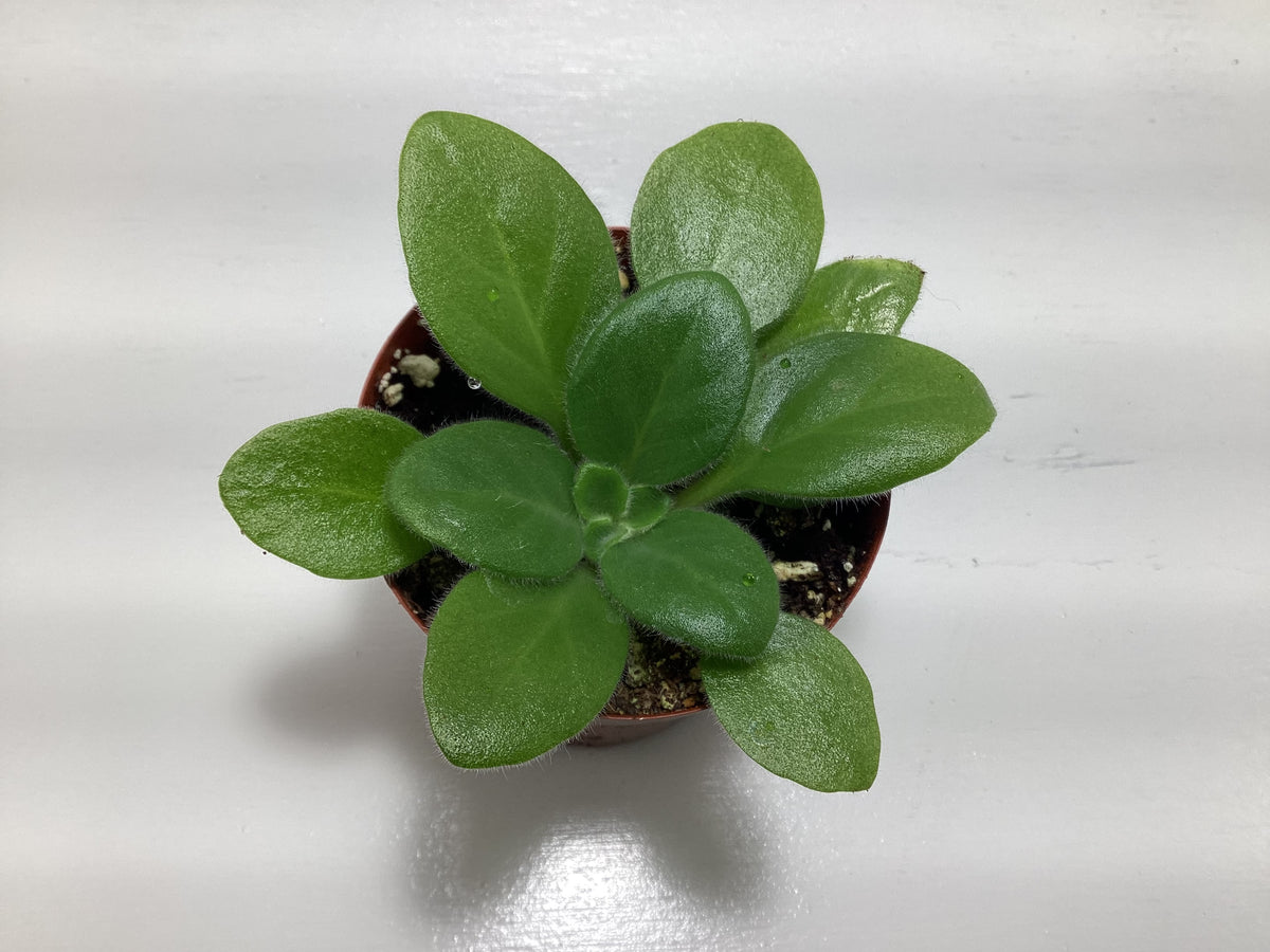 Primulina ‘Dale’s Periwinkle Blush’