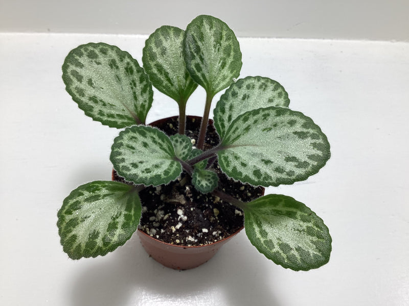 Primulina ‘Loki Shalit’ — My Green Obsession 