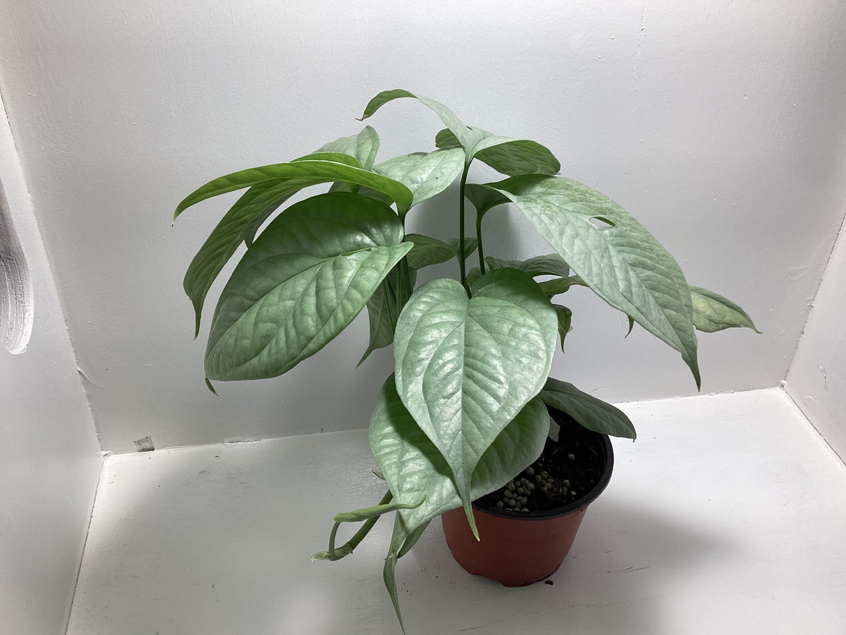 Amydrium Medium Silver
