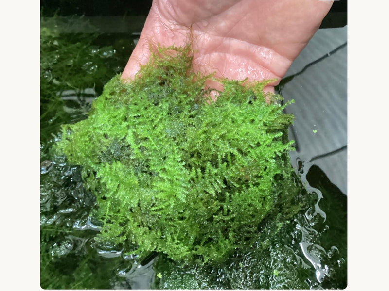 Christmas moss — My Green Obsession 