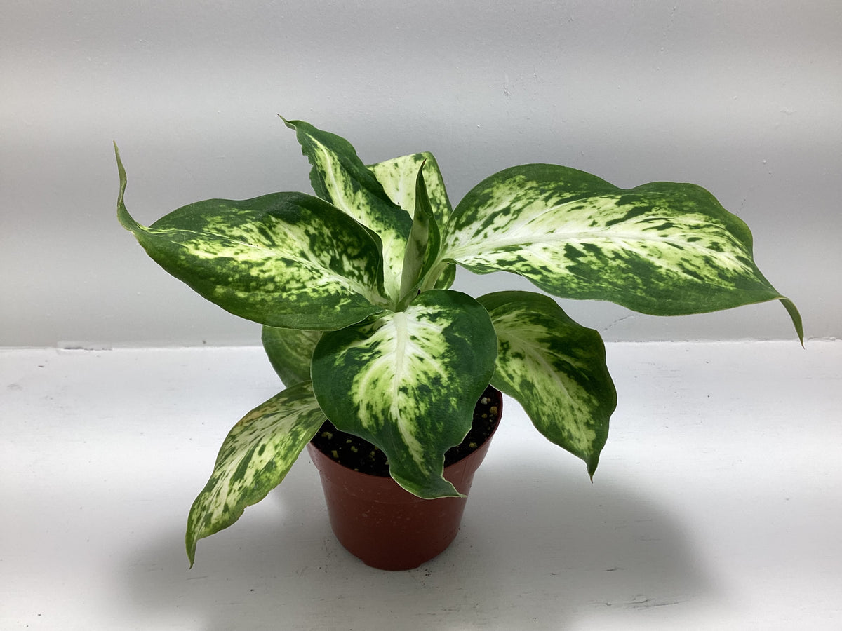 Dieffenbachia ‘Compacta’