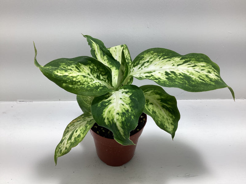 Dieffenbachia ‘Compacta’ — My Green Obsession 
