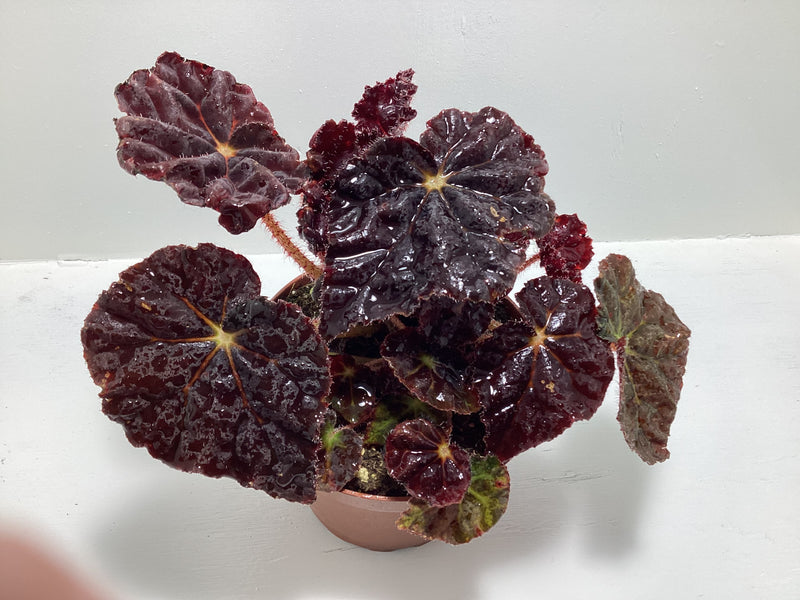 Begonia ‘Madame O’Reilly’ - 4 inch pot — My Green Obsession 