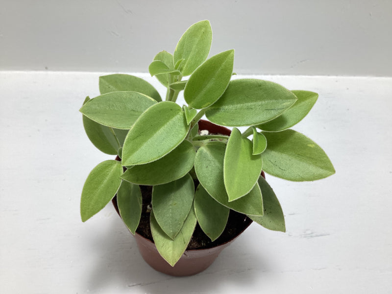 Peperomia ‘Pixie Lime’ — My Green Obsession 