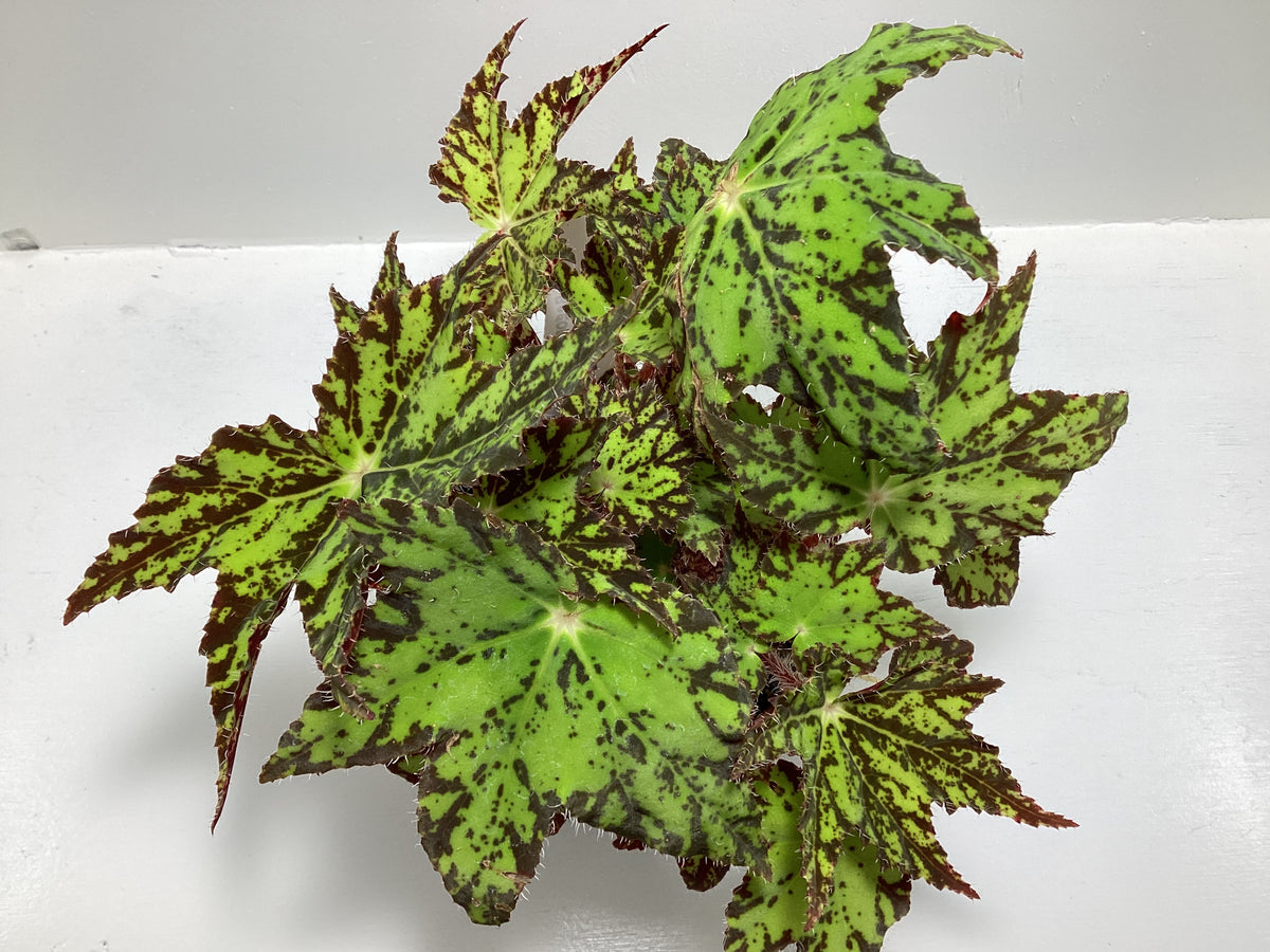Begonia ‘Phoe’s Cleo’ - 4 inch