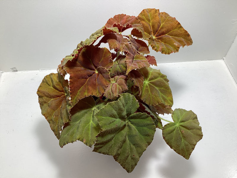 Begonia ‘Autumn Embers’ - 4 inch pot — My Green Obsession 