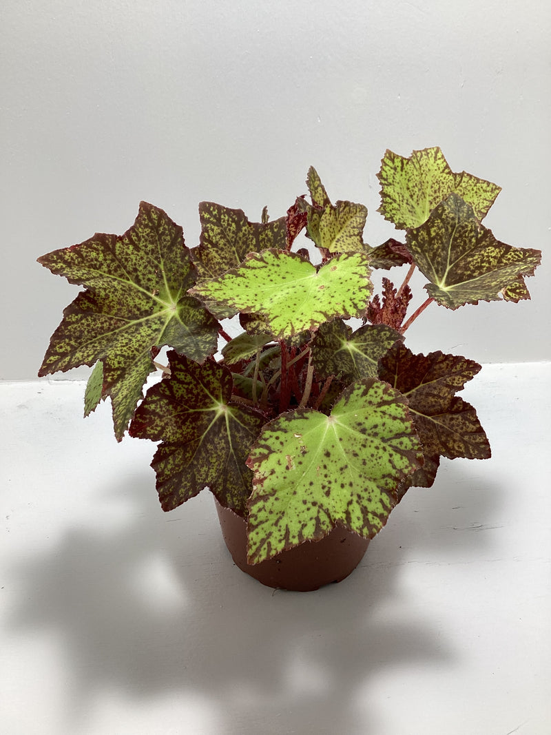 Begonia ‘Little Beaver’ - 4 inch pot — My Green Obsession 