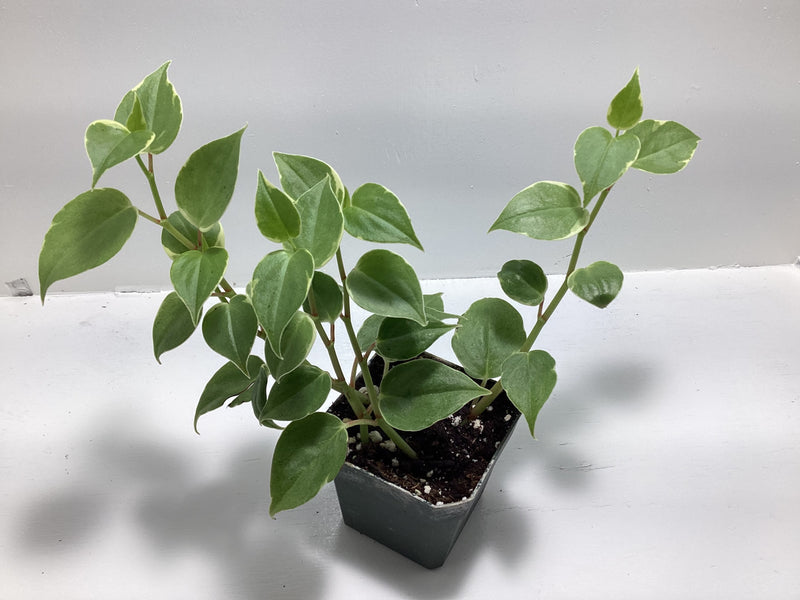 Peperomia Scandens variegated - trailing houseplant — My Green Obsession 