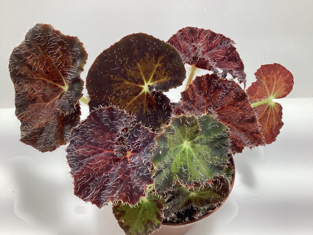 Begonia ‘Brad Thompson’ - 4 inch pot