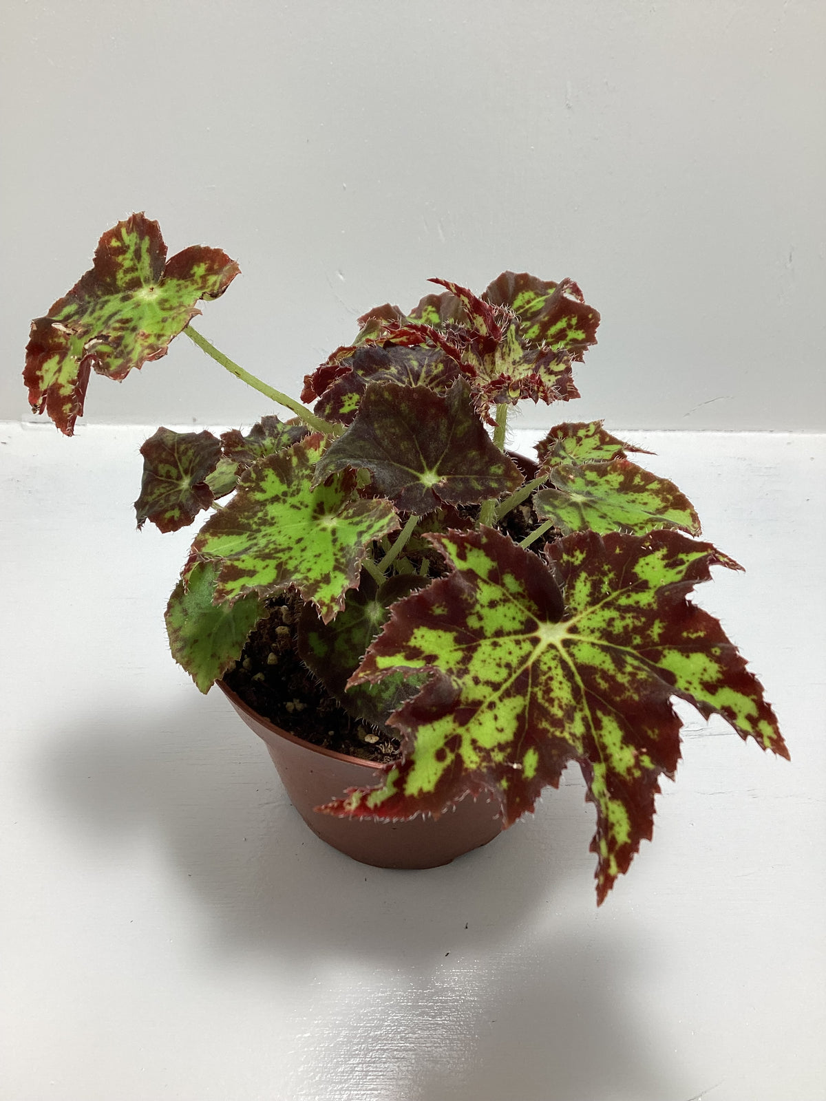 Begonia ‘Phoe’s Butterscotch’ - 4 inch pot