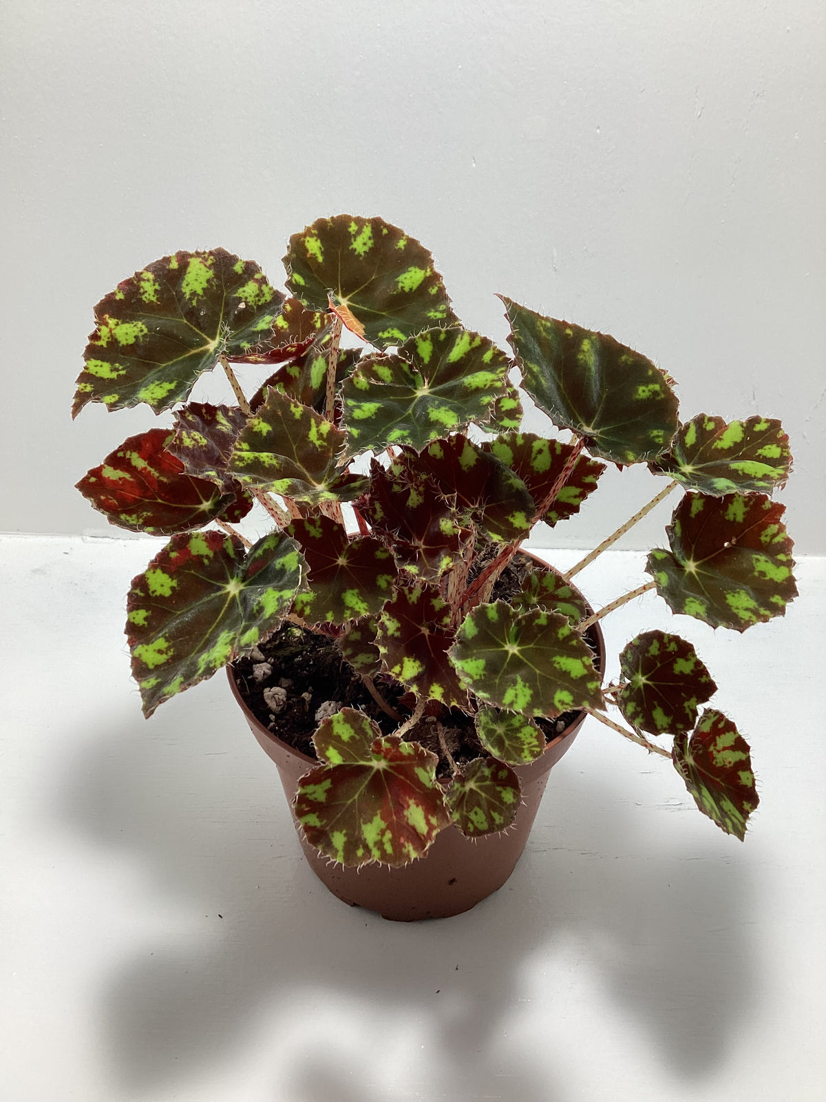 Begonia ‘Kit Kat’ - 4 inch pot