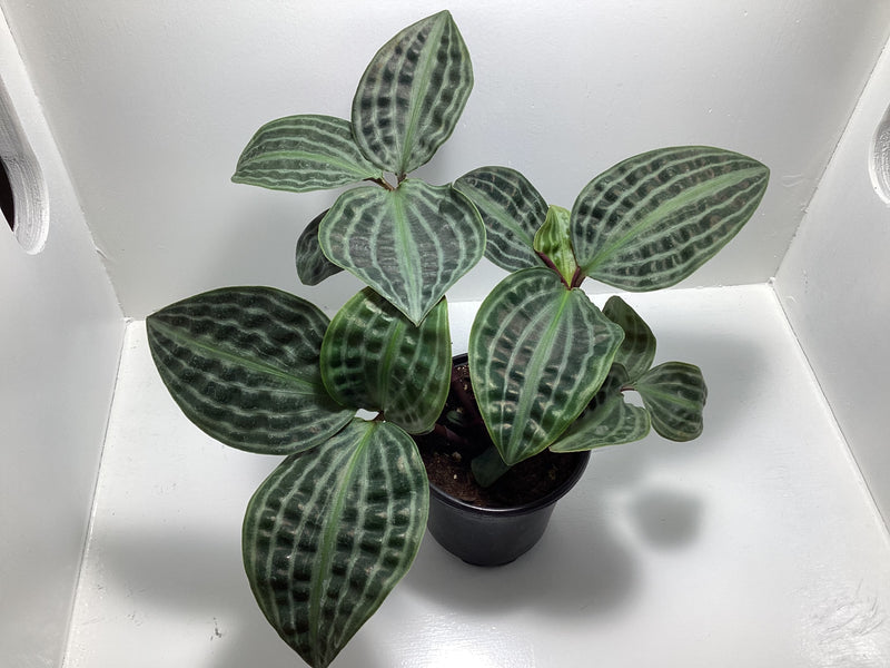 Geogenanthus Poeppigii - Seersucker Plant — My Green Obsession 