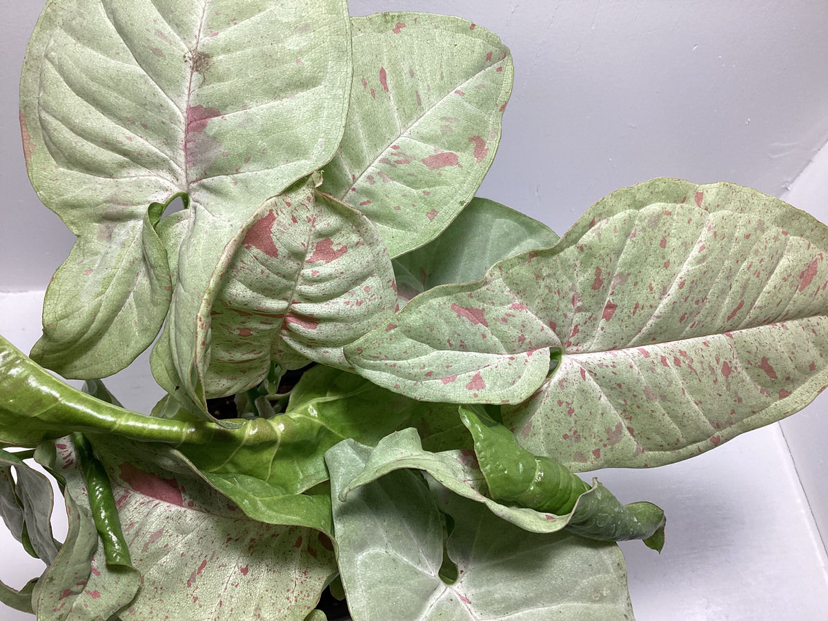 Syngonium ‘Milk Confetti’ - Arrowhead Plant